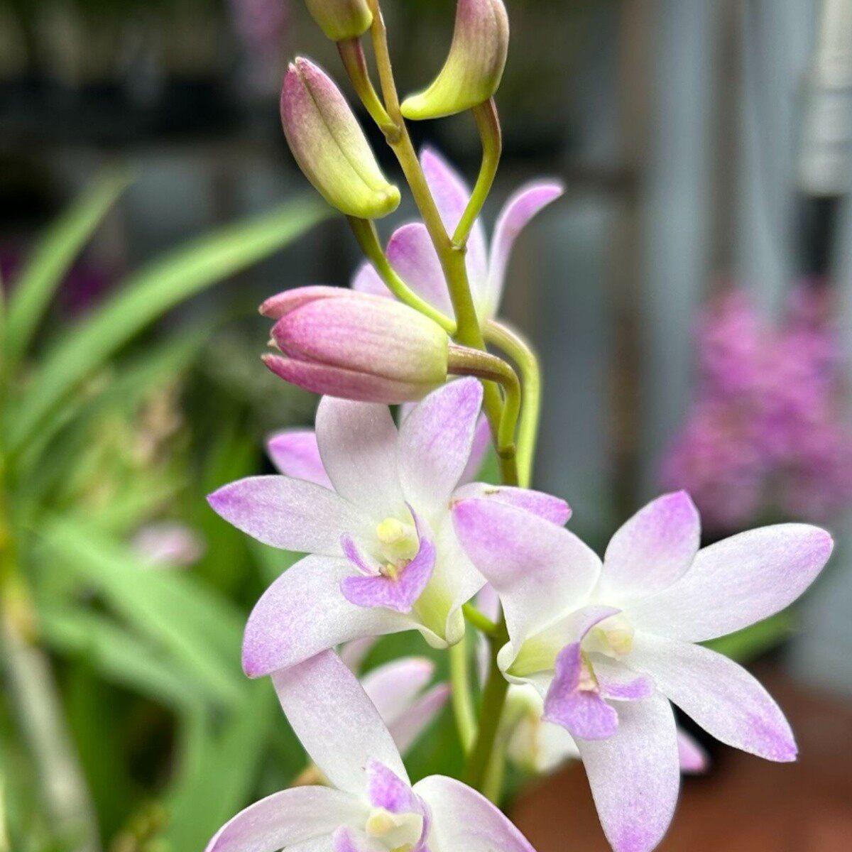 韩国水晶 苗发货香水石斛兰  盆栽兰花 稀少品种 开花浓香 复花勤