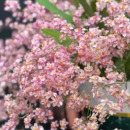 香水文心兰客厅养护盆栽兰花 光宗粉 粉色梦香兰6 9枝花箭