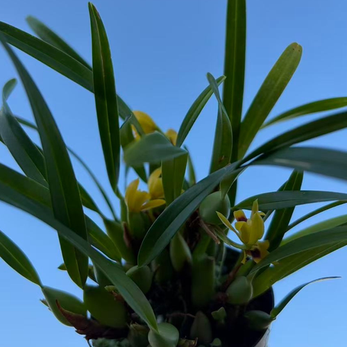 蜂鸟兰盆栽好养长花期阳台客厅