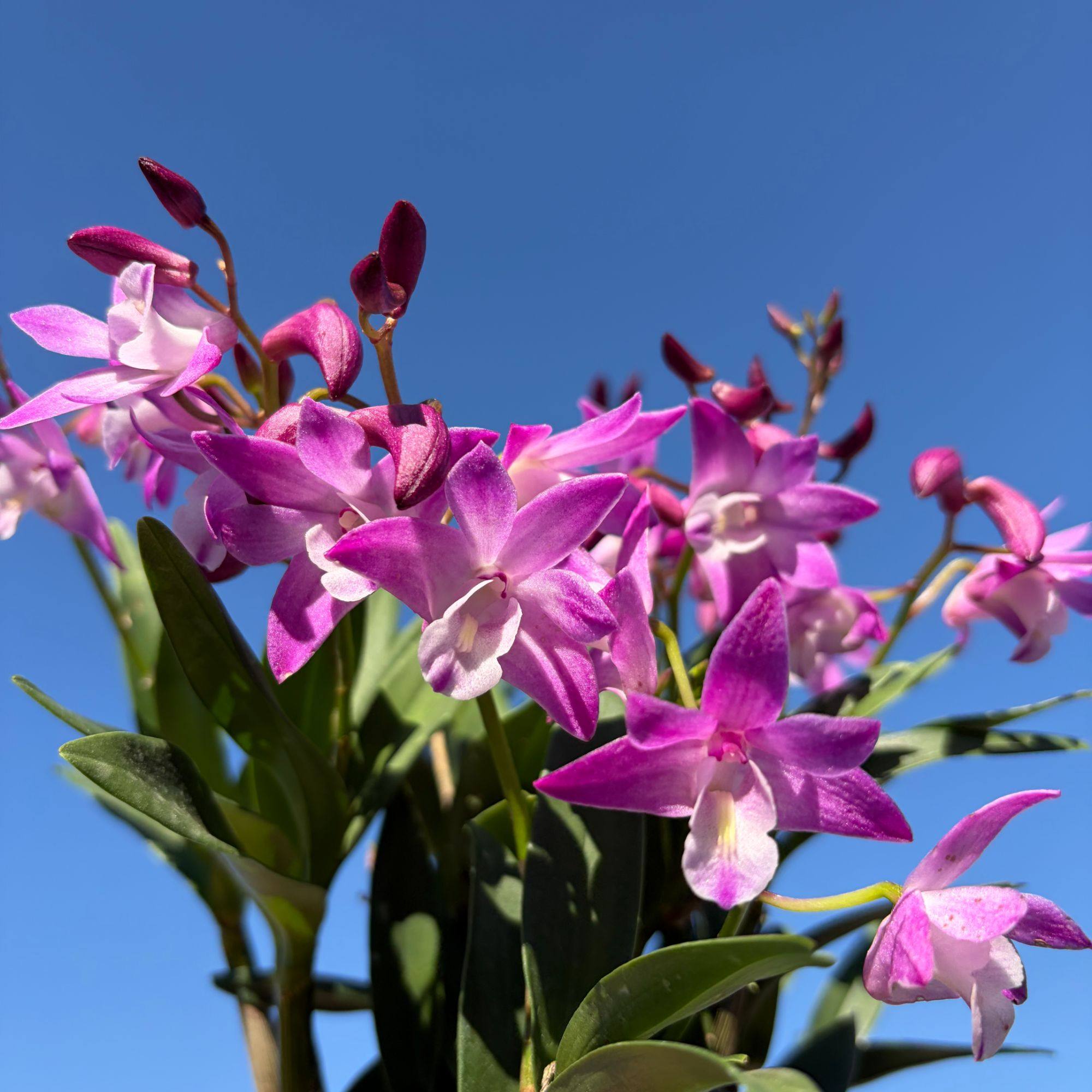 紫霞仙子 澳洲香水石斛兰 盆栽兰花  花香花期长新手推荐石斛兰,鲜花速递/花卉仿真/绿植园艺,时令草本花卉,淘宝优惠券,粉丝福利购,淘宝优惠卷