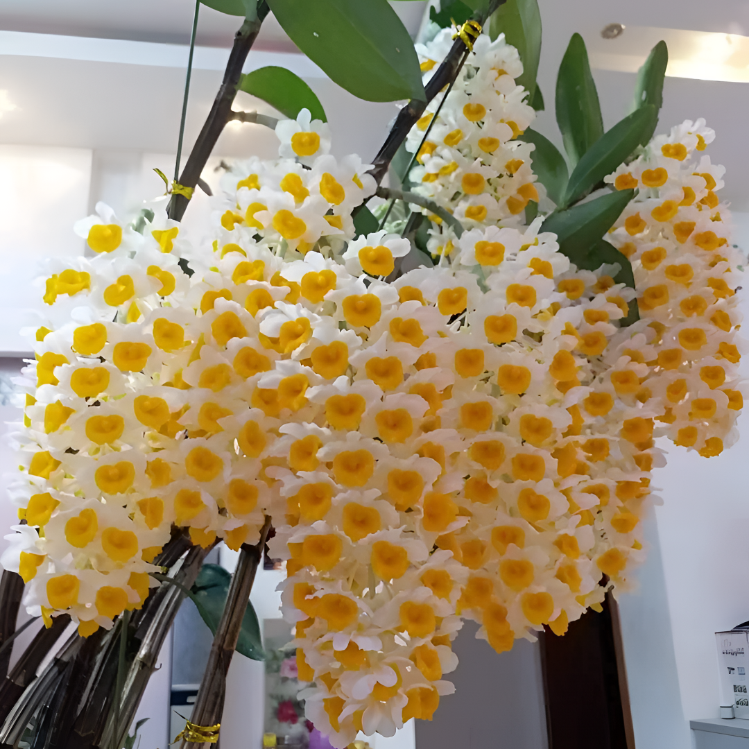 石斛兰 球花（苗发货）木车 盆栽兰花开花太美可以吃新手小白可养