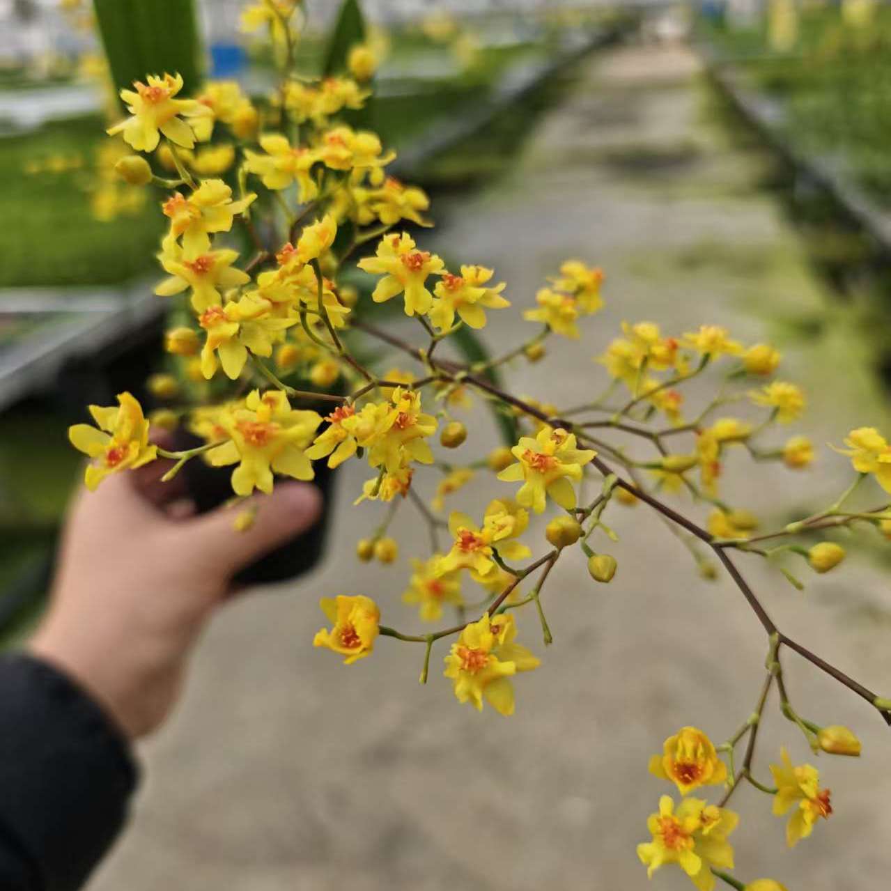 梦香兰爱马仕橙橙黄色4-5