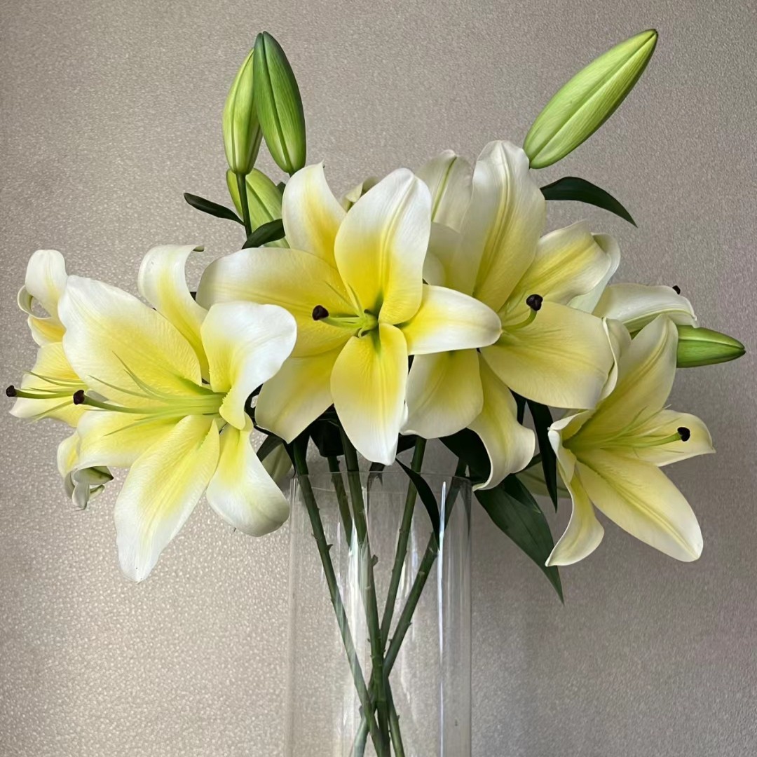 【黄天霸】东北鲜花 辽宁朝阳凌源地产黄色香水百合鲜花 水养居家