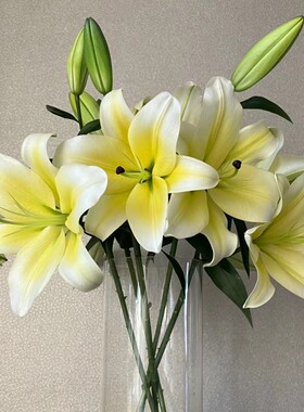 【黄天霸】东北鲜花 辽宁朝阳凌源地产黄色香水百合鲜花 水养居家