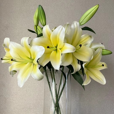 【黄天霸】东北鲜花 辽宁朝阳凌源地产黄色香水百合鲜花 水养居家