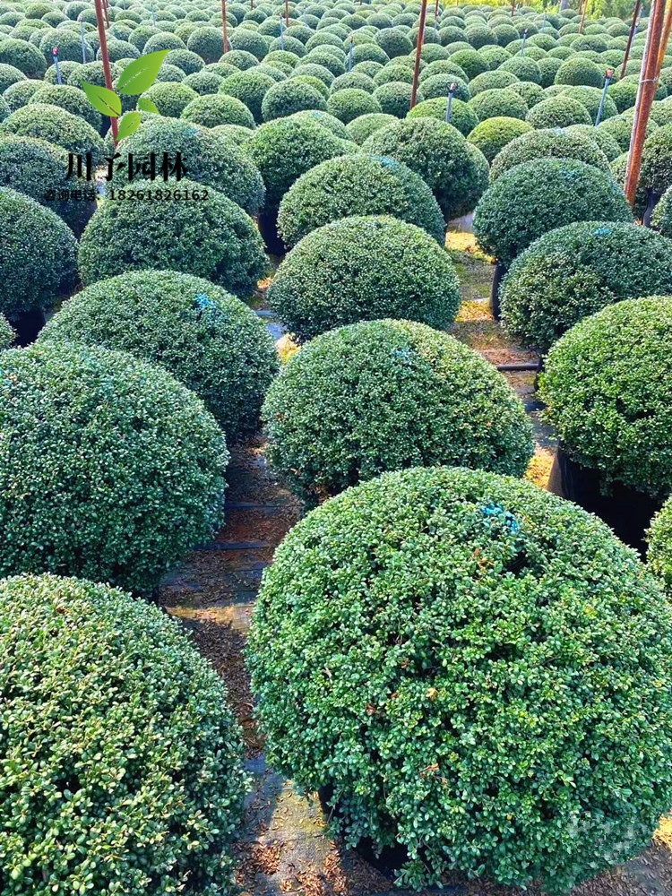 龟甲冬青球别墅庭院耐寒造型球形植物四季常青风景树绿化工程小苗