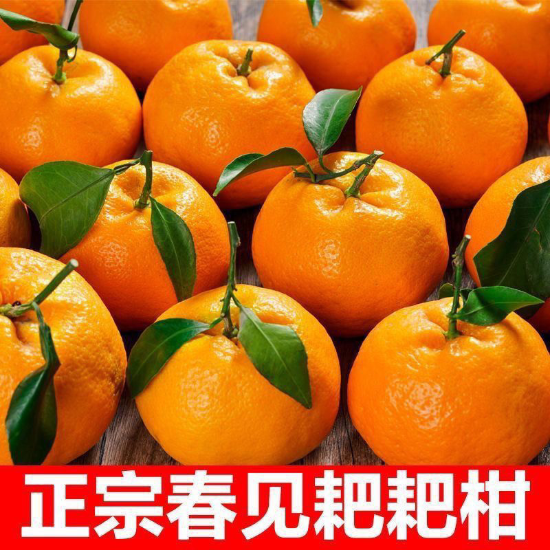 (精品送礼首选)正宗四川眉山春见耙耙柑当季新鲜水果爆汁现摘现发,水产肉类/新鲜蔬果/熟食,桔子,淘宝优惠券,粉丝福利购,淘宝优惠卷