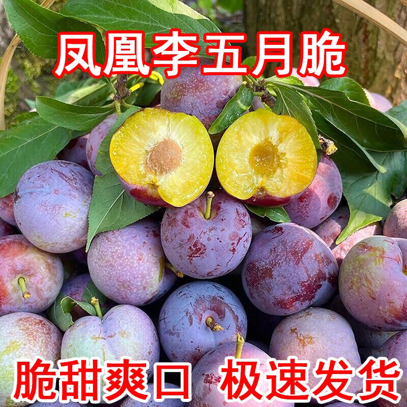 正宗现货四川脱骨李五月脆凤凰李新鲜水果整箱半边红江安李包邮