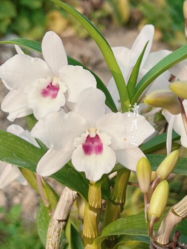 读月园 蓝眼玉龙彩虹白花国王半白樱紫心春石斛兰花香味爆花易养