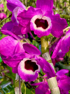 读月园 大花新品荣耀春石斛兰带花带香味红花黑眼蕾丝