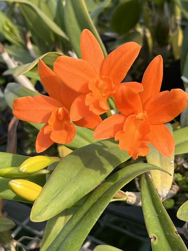 读月园卡特兰金玉满堂耐热兰花阳台矮壮小型植物桔色花卉金如意