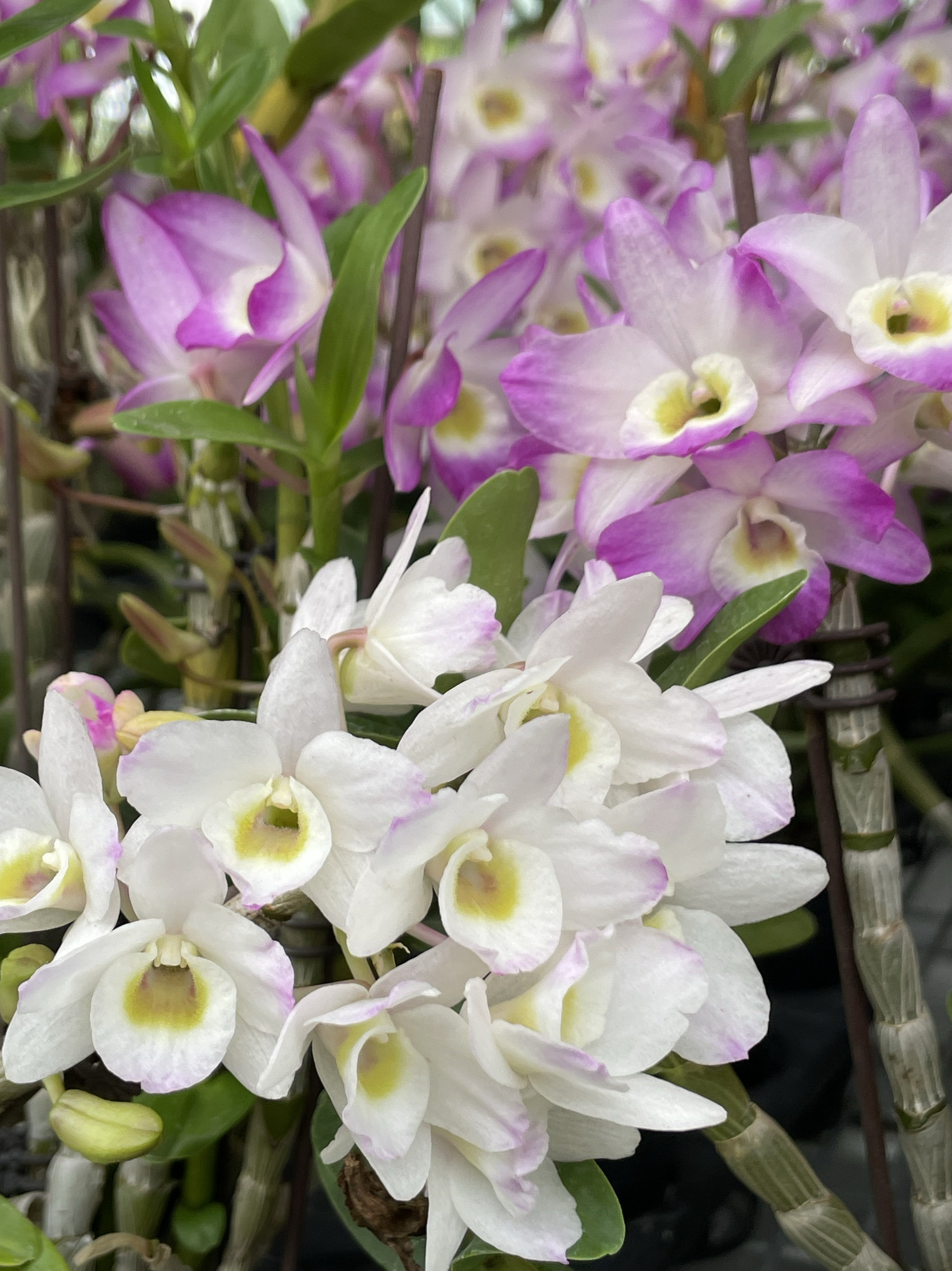 读月梦幻樱花春石斛兰红色春石斛鸿运浓香观花花坛后鲜花香水味