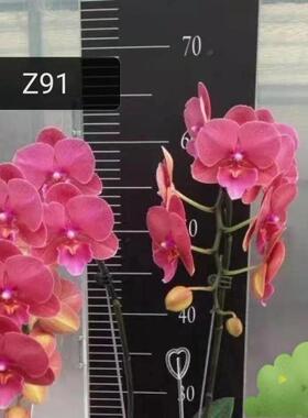 读月园新品桔色大舌头蝴蝶兰z91