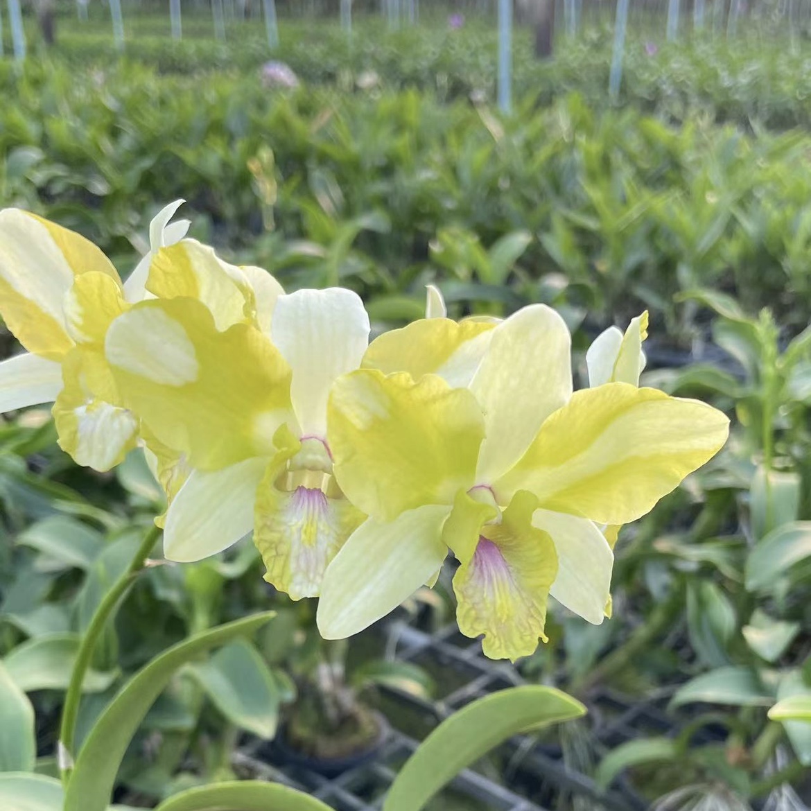 读月园大花蝴蝶兰黄花石斛现货培养基发货泰国进口品种翡翠少女