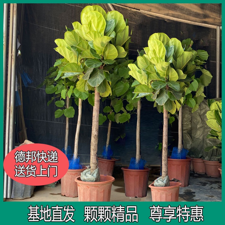 琴叶榕棒棒糖型盆栽室内绿植植物