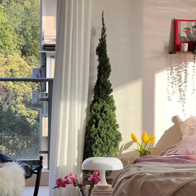 龙柏松盆栽好养易活养死包赔常青