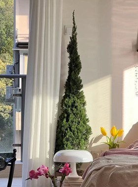 龙柏松盆栽塔松圣诞树室内客厅真植物大型户外庭院好养活四季常青