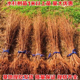 水杉绿化树苗水杉树苗落羽杉树苗适合河边农田庭院行道树南北方种