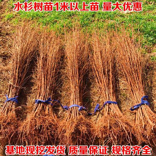 水杉绿化树苗水杉树苗落羽杉树苗适合河边农田庭院行道树南北方种