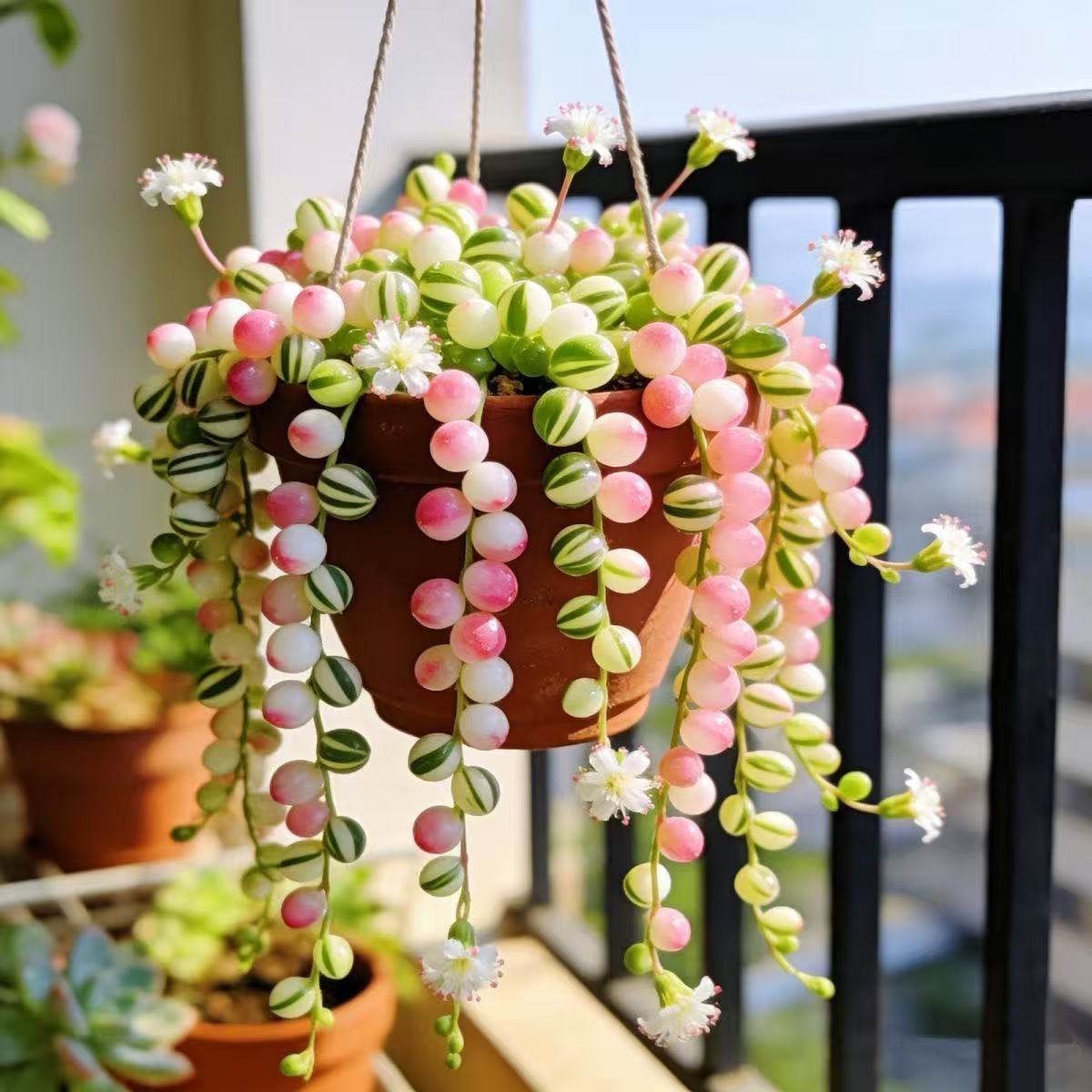 多肉植物稀有精品白花纹佛珠锦吊兰盆栽花卉四季好养绿植垂吊美观