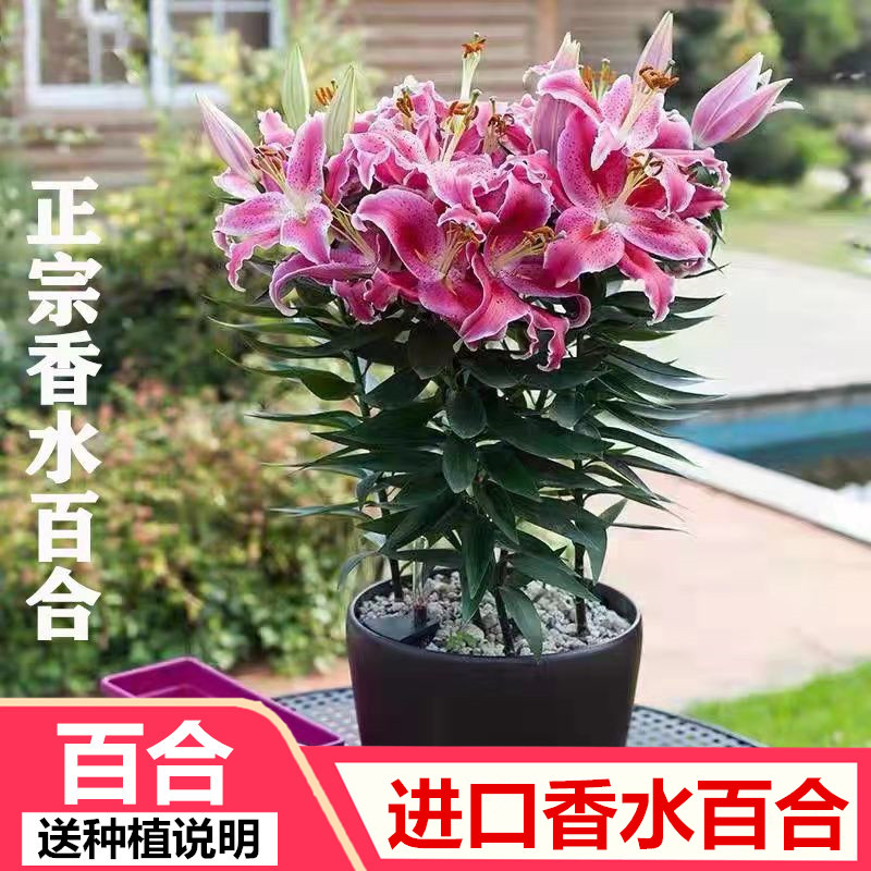 香水百合种球盆栽带芽室内大球重瓣浓香型植物花卉种子四季开花