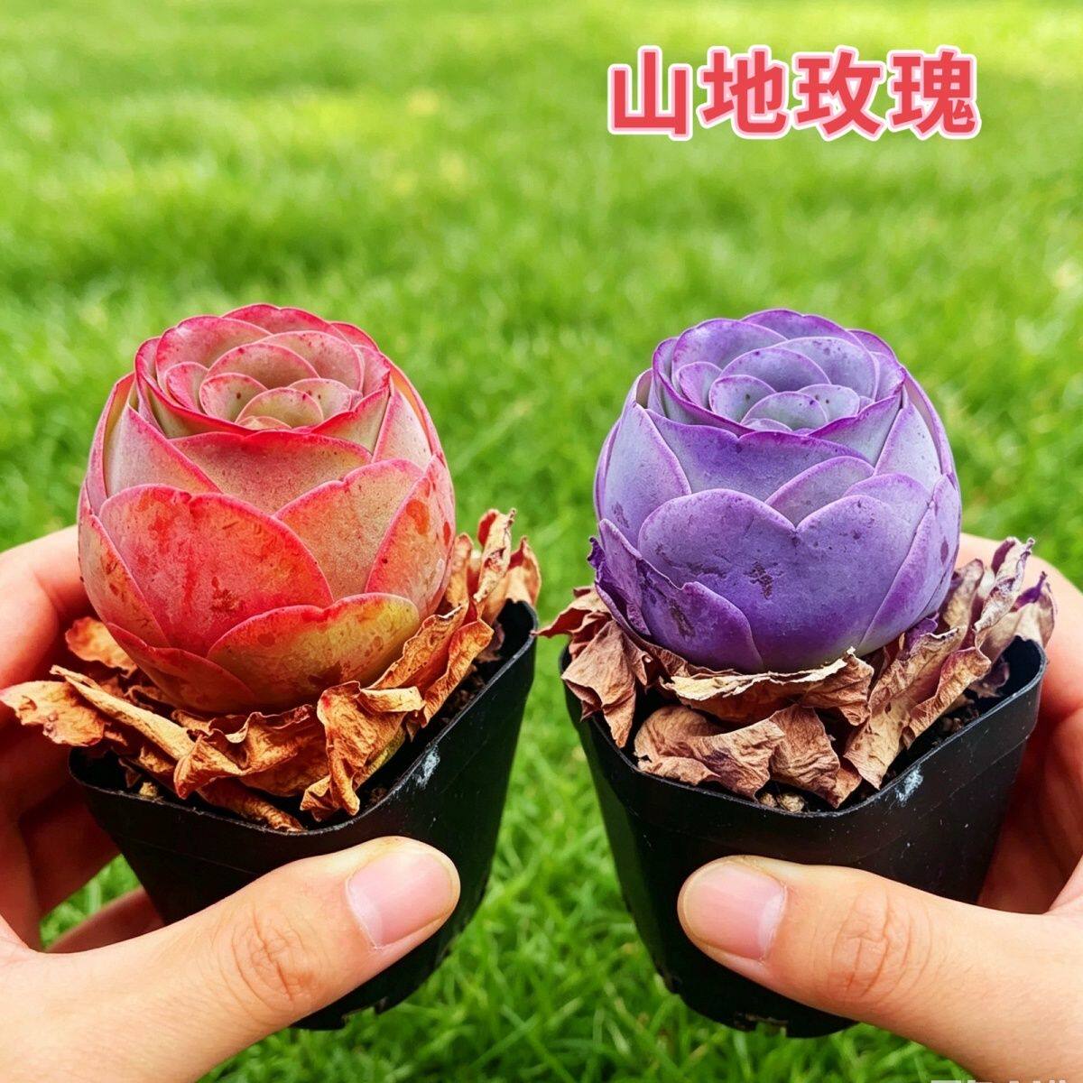 新品多肉植物组合盆栽新手好养云南红玫瑰紫罗兰山地玫瑰阳台花卉