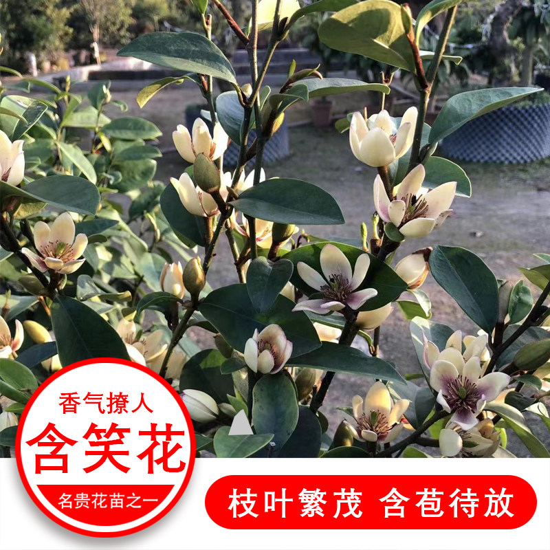 含笑花树苗 浓香型 香妃红花含笑 花卉盆栽易活 四季庭院植物耐寒