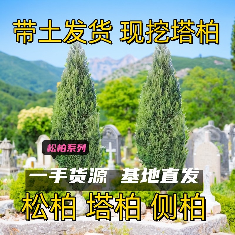 陵园塔柏树苗带土侧柏松柏树苗清明节墓地坟前头树四季长青树龙柏