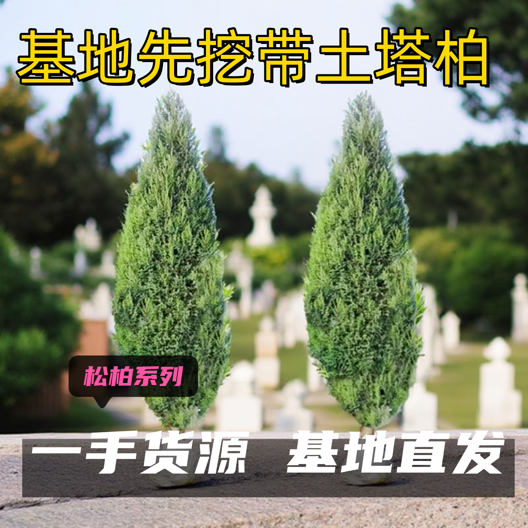 塔柏树苗带土侧柏松柏树苗清明节墓地坟前头树宝塔蜀侩松四季长青