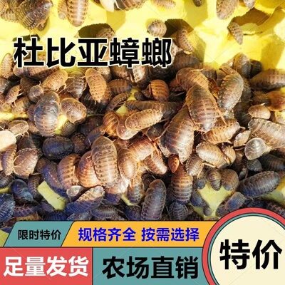 活体饲料杜比亚蟑螂杜比亚饲料