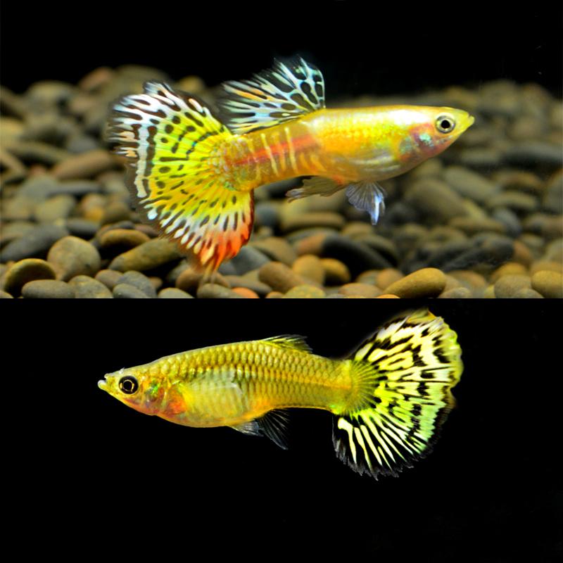 水族乡孔雀鱼易繁殖金老虎