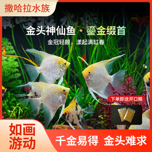 神仙鱼金头秘鲁燕子鱼热带观赏鱼活体鱼三色神仙熊猫水族新手鱼苗