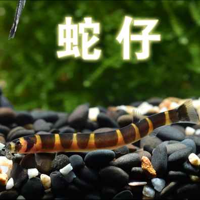 清理残渣底层热带观赏小鱼