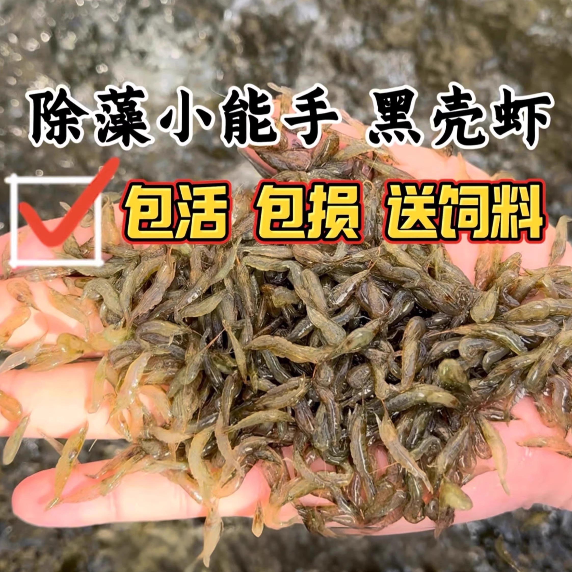黑壳虾鱼缸造景冷水虾清洁除藻