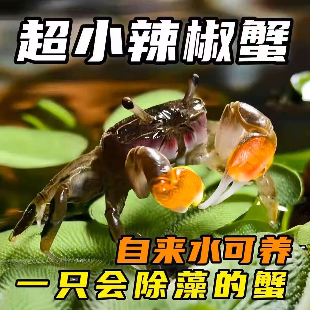 辣椒草缸观赏水族宠物不吃鱼虾蟹