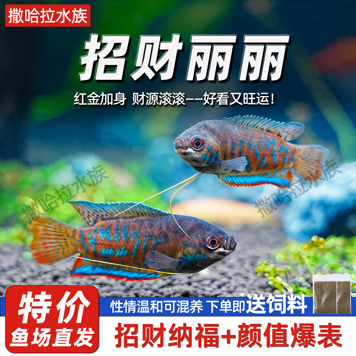 招财丽丽热带鱼新手好养耐活观赏