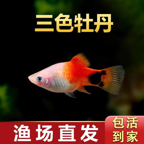 三色牡丹胎生热带小型活体鱼