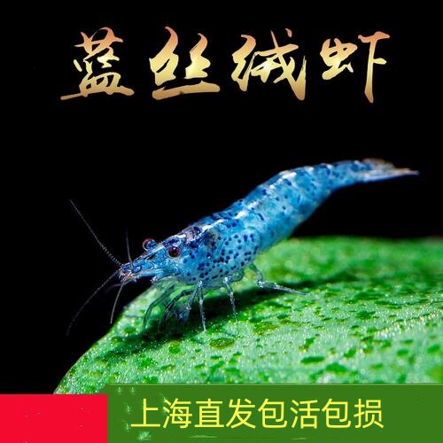 蓝丝绒虾水草缸除藻虾观赏虾樱花虾黑壳极火虾红绿灯鱼工具除藻虾