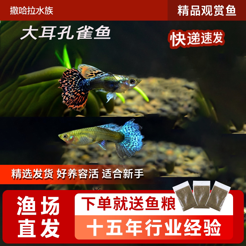 泰国大耳朵马赛克蕾丝大尾巴孔雀鱼胎生鱼怀孕母鱼易繁殖好养耐活