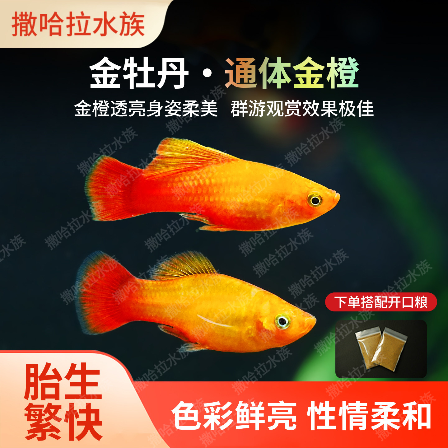 金牡丹鱼观赏鱼热带鱼米奇鱼月光胎生鱼玛丽鱼红箭鱼淡水好养耐活