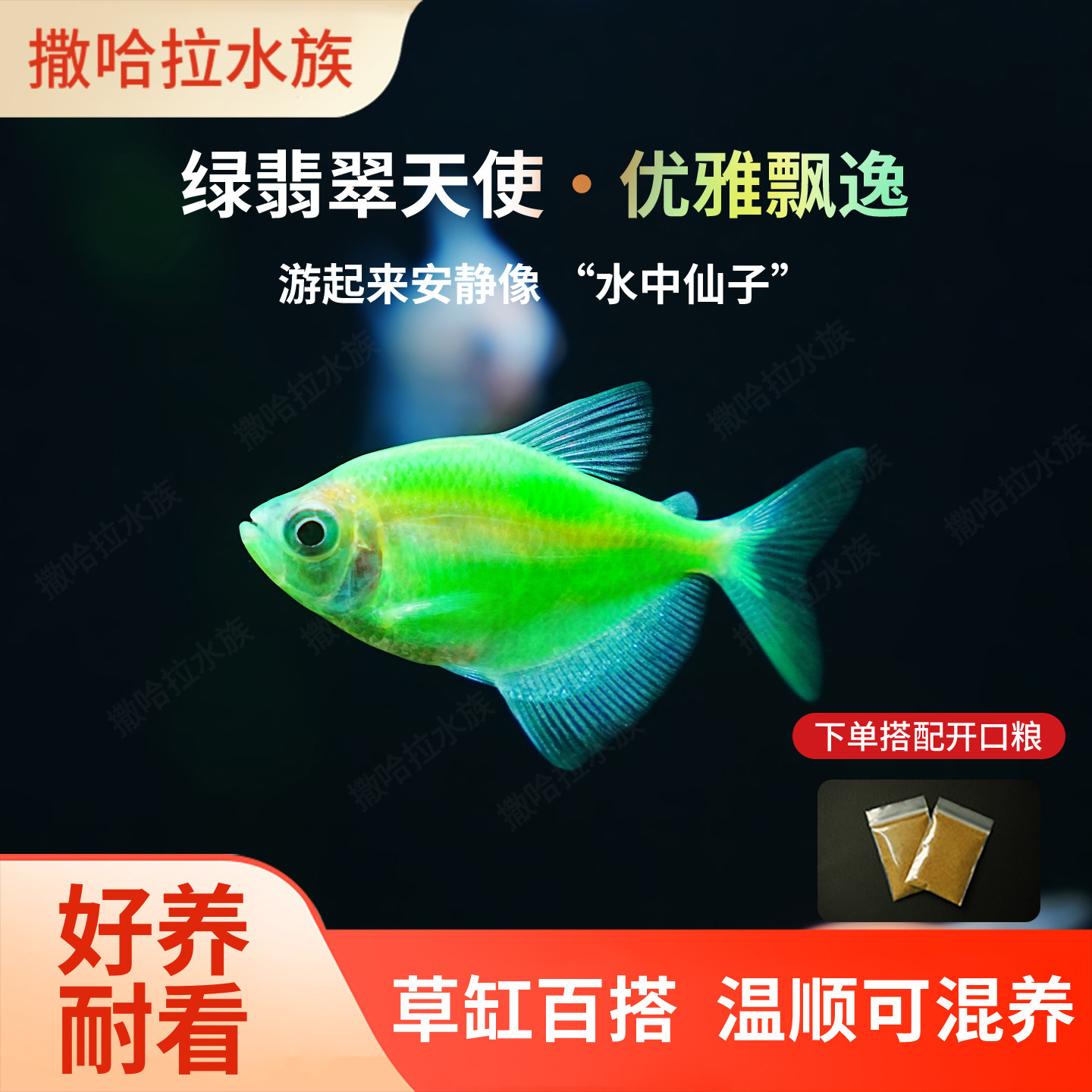 天使鱼七彩鱼小型热带观赏鱼