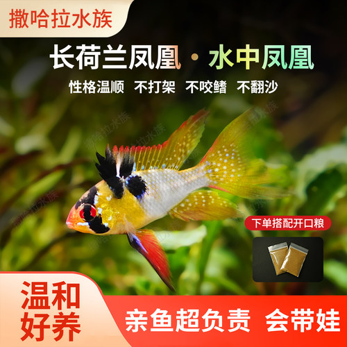 长荷兰凤凰短鲷新手小型淡水好养