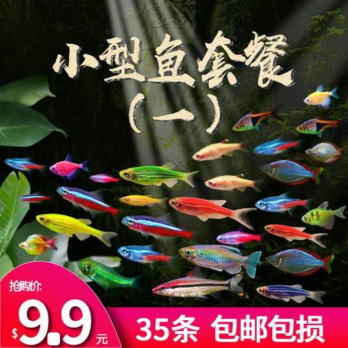 红绿灯鱼热带鱼小型灯科