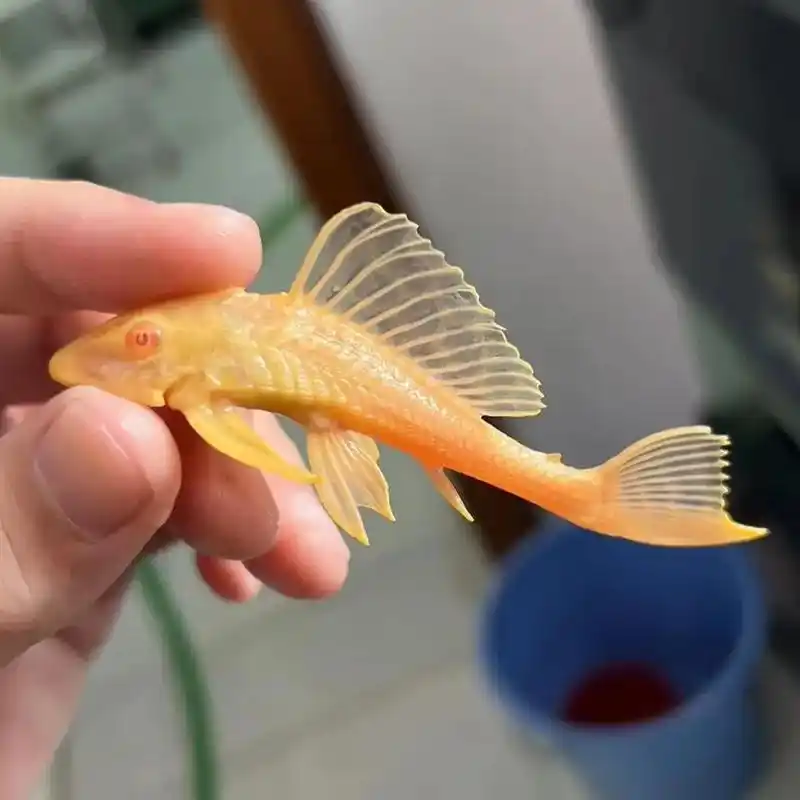 清道夫清理缸壁垃圾鱼