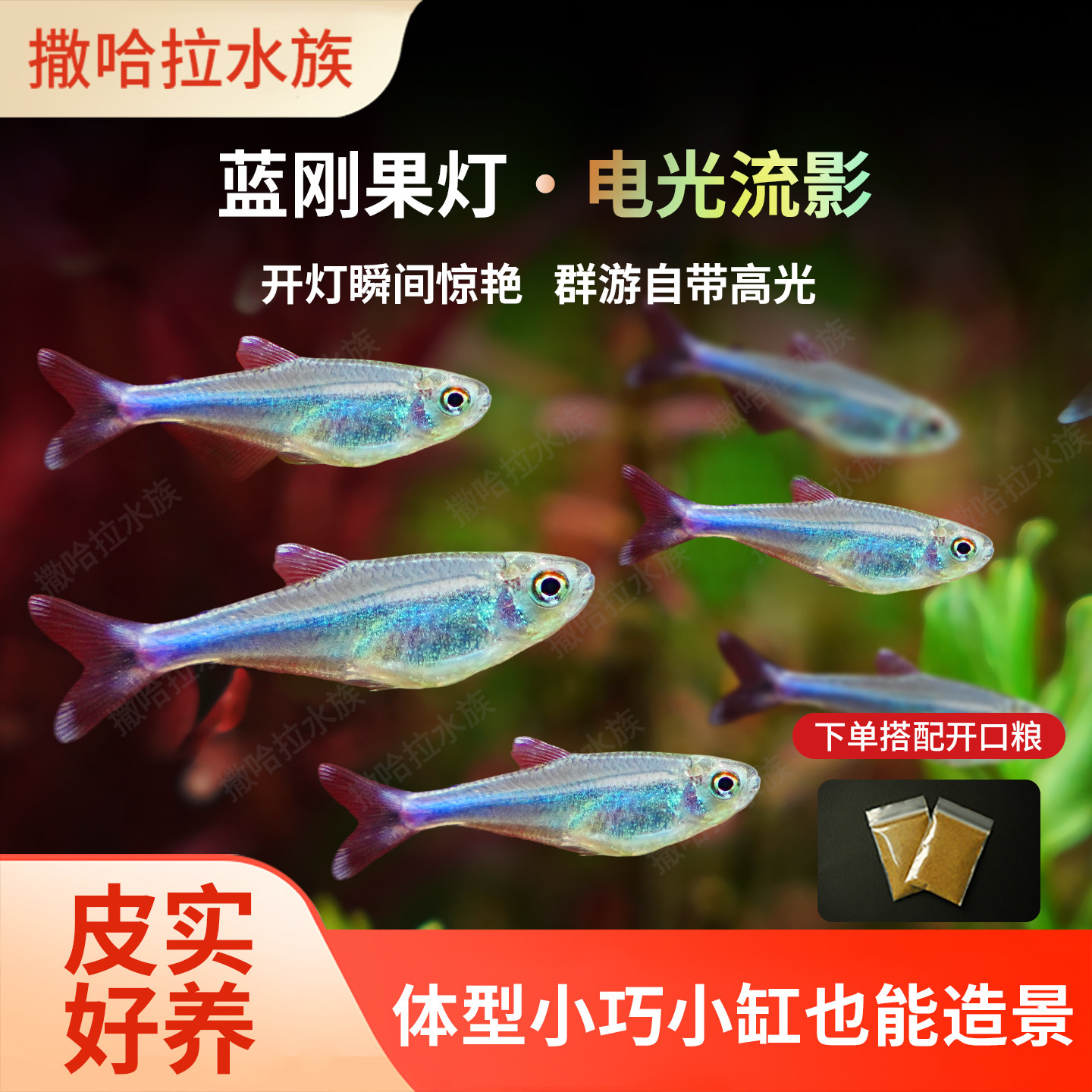 蓝刚果灯科鱼小型淡水热带观赏鱼新手易养草缸鱼家养观赏鱼苗活体 - 实物图