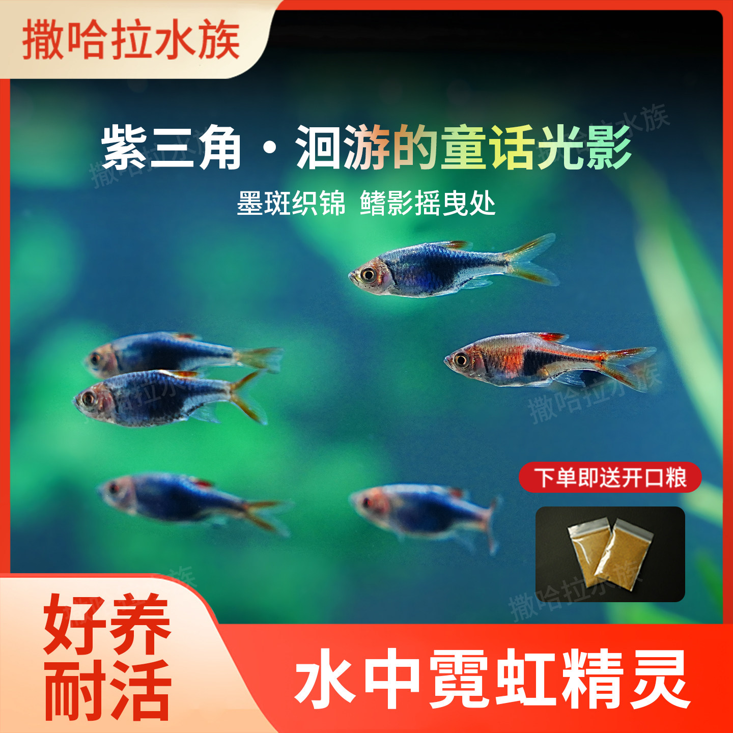 紫三角灯灯鱼紫罗兰三角灯