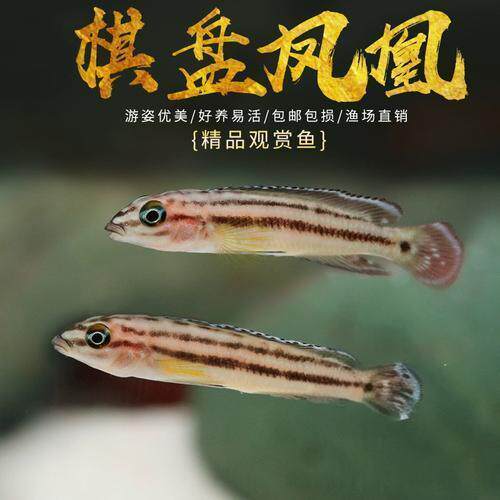 棋盘凤凰鱼南美西非短鲷慈鲷红肚鱼凤凰鱼活体鱼热带淡水鱼观赏鱼