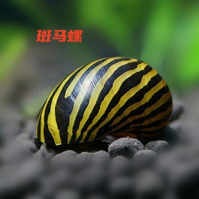 斑马螺鲍鱼螺黑金刚螺洋葱螺杀手螺蜜蜂角螺观赏螺活体包邮除藻