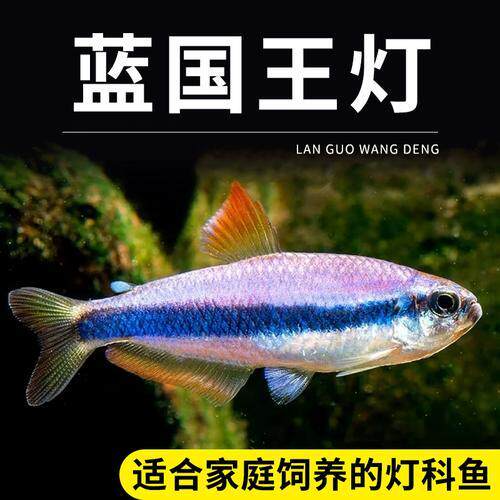 蓝帝王灯蓝国王灯皇后灯篮帝提灯