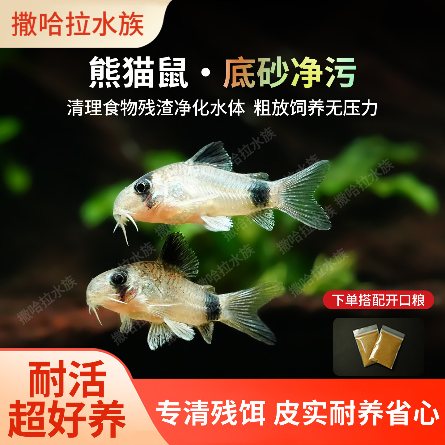 熊猫鼠鱼清洁工具鱼热带鱼异型鱼清道夫清缸底除藻底栖鱼除藻活体